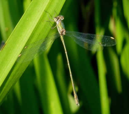 willow emerald damselfly, 3 Sept 2018