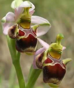 woodcock orchid