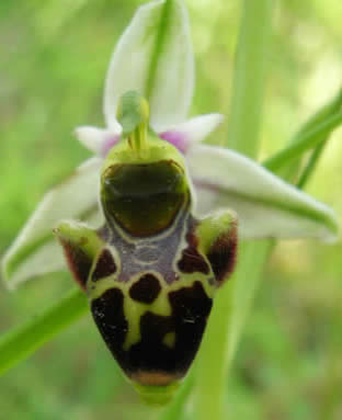 woodcock orchid