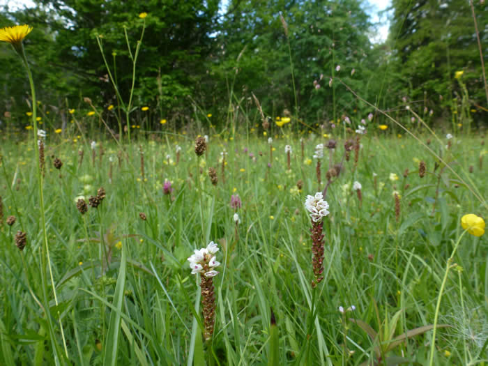 wooded meadow with alpine bistort