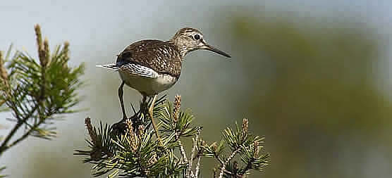 wood sandpiper