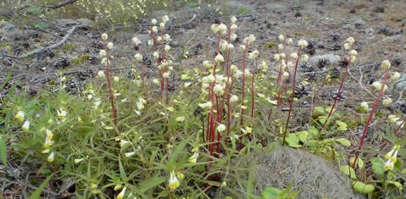 Yellow wintergreen 