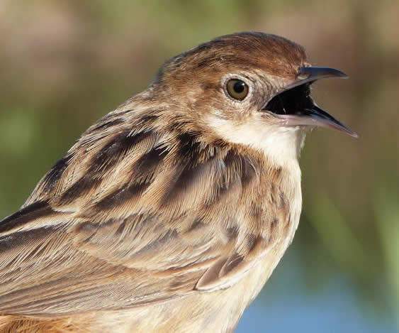 zitting cisticola (Pau Lucio)