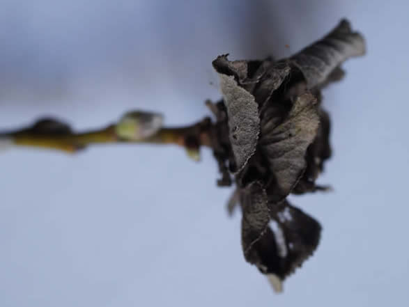 salix gall