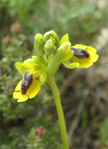 Yellow bee orchid