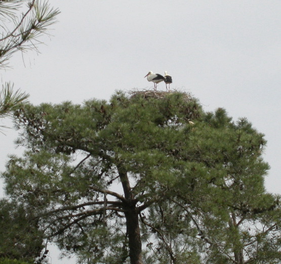 White stork's nest