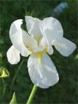 Iris albicans (…n Anderson)