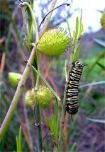 Monarch caterpi…an Anderson