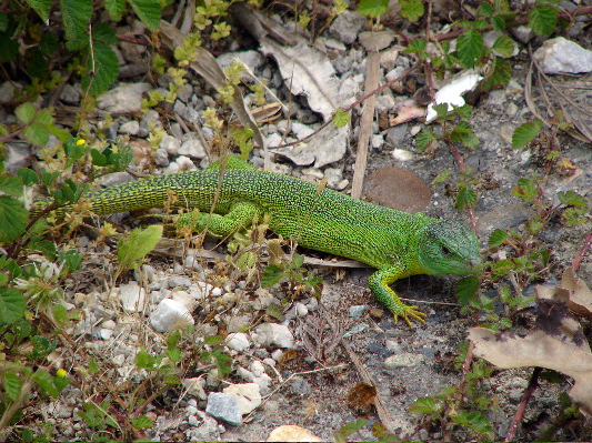 Balkan green lizard - Aghia reservoir