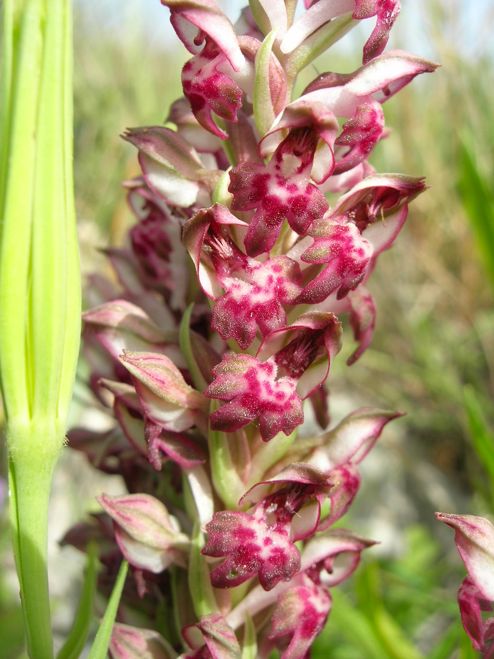 Orchis fragrans Bug orchid