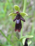 fly orchid
