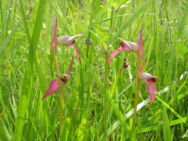 tongue orchids at Castang