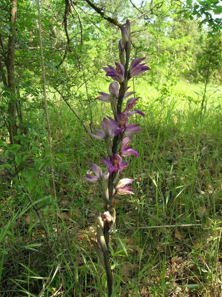 violet birdsnest orchid