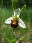 bee orchid with white sepals