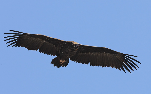 Black vulture (Steve Fletcher)