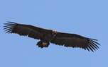 Black vulture (Steve Fletcher)