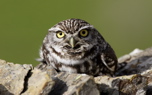 Little owl (Steve Fletcher)