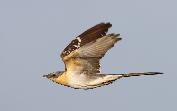 Great spotted cuckoo (Steve Fletcher)
