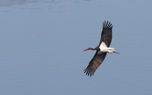 Black stork (Steve Fletcher)