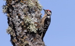 Lesser spotted woodpecker (Steve Fletcher)