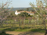 almond orchard at Finca Santa Marta