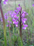 Champagne orchids (Orchis champagneuxii) at Finca Santa Marta