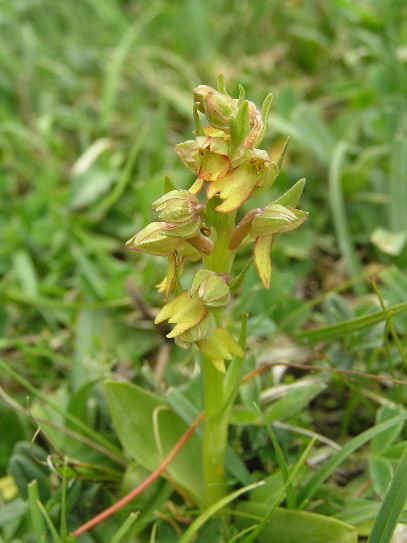 frog orchid (Maureen Gibson)