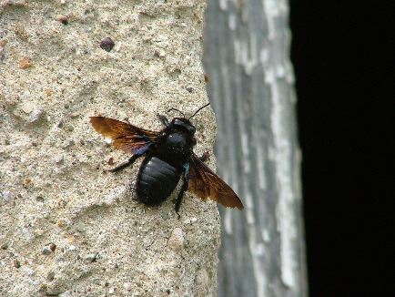 Carpenter bee (Salisbury Natural History Society)