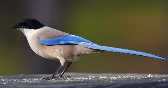 Azure-winged magpie (Steve Fletcher)