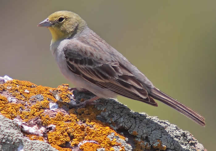 cinereous bunting Mark S Jobling