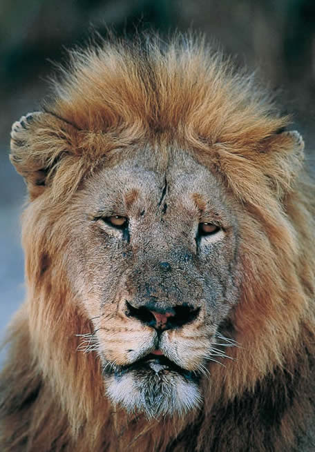lion