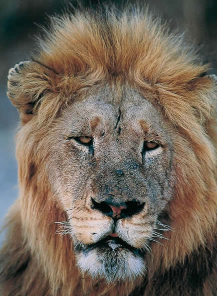 lion