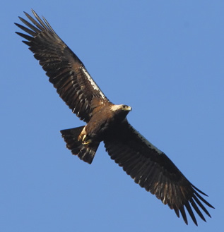 Spanish imperial eagle (Steve Fletcher)