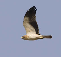 Booted eagle