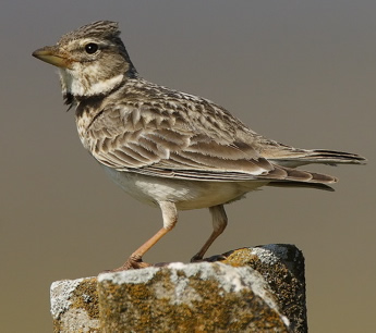 Calandra lark (Steve Fletcher)