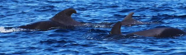 pilot whales