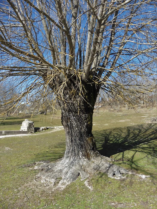 narrow-leaved ash pollard