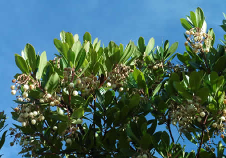 strawberry tree Arbutus unedo