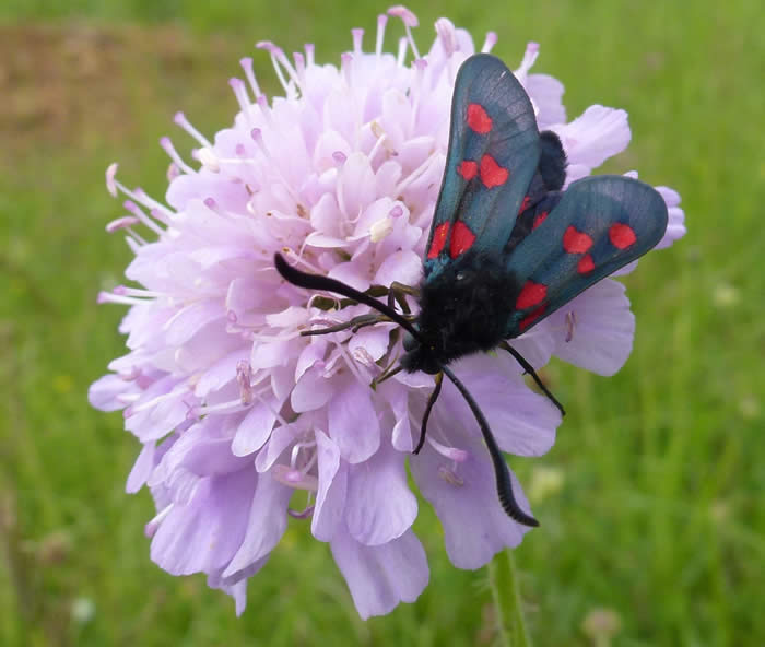 five spot burnet moth