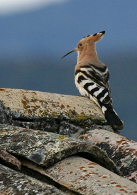 Hoopoe