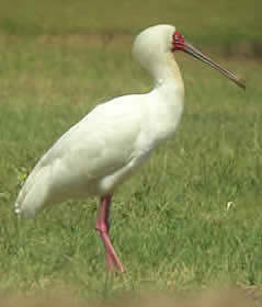 African spoonbill