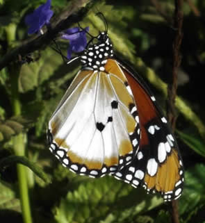 African tiger