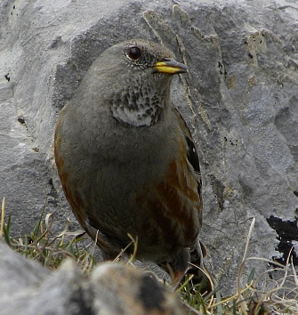 alpine accentor