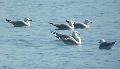 Audouin's gulls