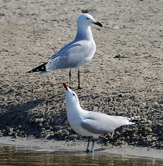 Audouin's gull 