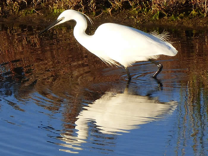 Little egret (Brennan Aunger)