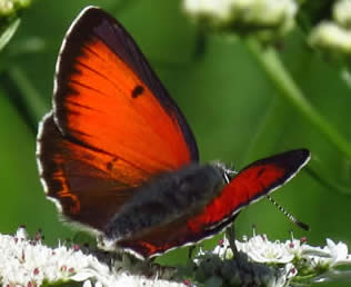 Balkan copper