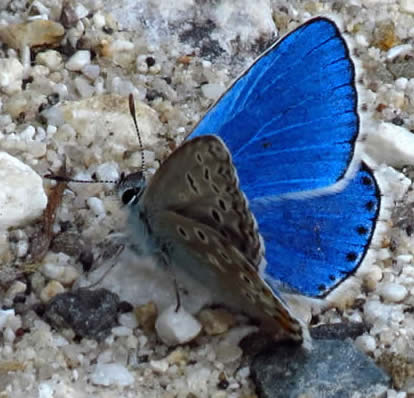 Balkan zephyr blue