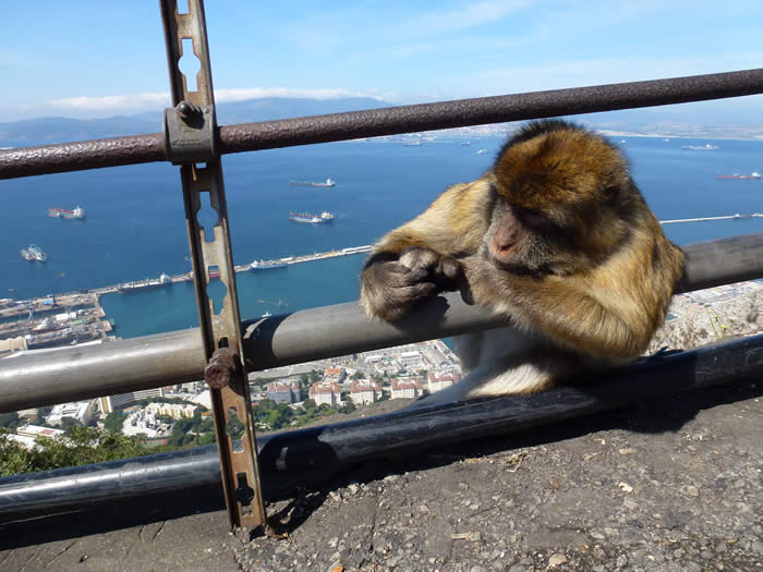 Barbary macaque