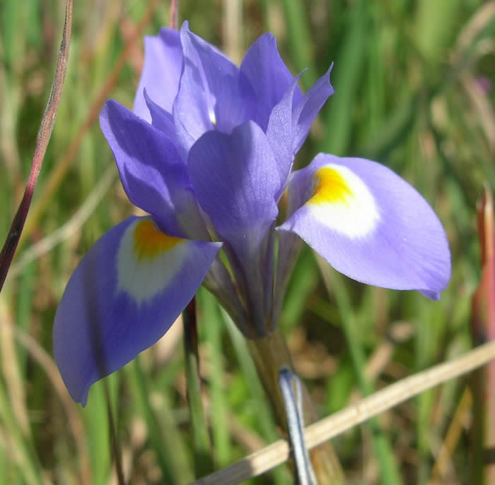 Barbary nut iris